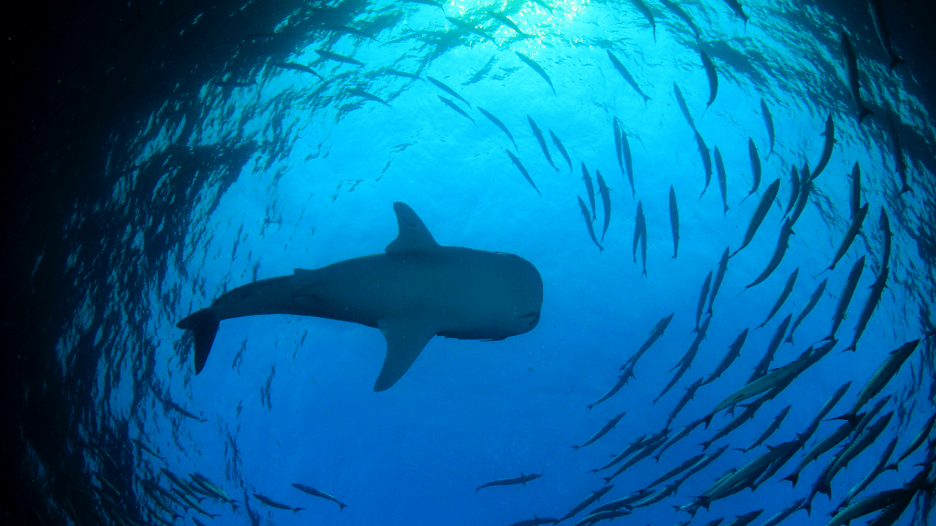 Perth to Broome West Coast Bus Adventure: 9–14 Day Small - Group Tour (One - Way or Return) - Zero Trace Tours