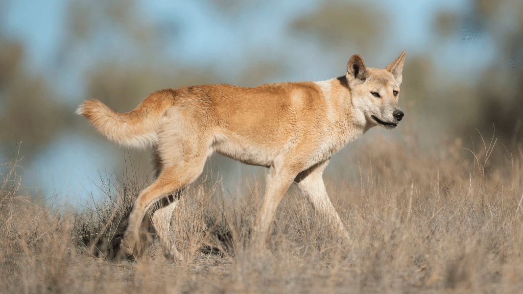 Perth to Broome West Coast Bus Adventure: 9–14 Day Small - Group Tour (One - Way or Return) - Zero Trace Tours