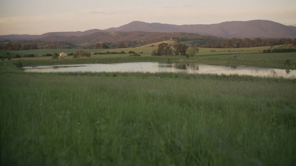 Yarra Valley Wine Tasting & Gourmet Day Tour from Melbourne