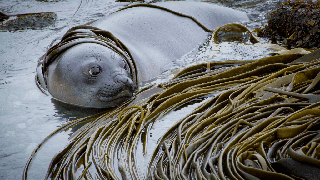 Pristine Gordon River: 7 - Day Kayak Wilderness Escape - Zero Trace Tours