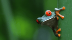 Pura Vida Explorer: 12 - Day Costa Rica Wildlife & Waterfall Adventure - Zero Trace Tours