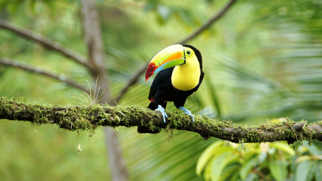 Pura Vida Explorer: 12 - Day Costa Rica Wildlife & Waterfall Adventure - Zero Trace Tours