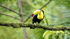 Pura Vida Explorer: 12 - Day Costa Rica Wildlife & Waterfall Adventure - Zero Trace Tours