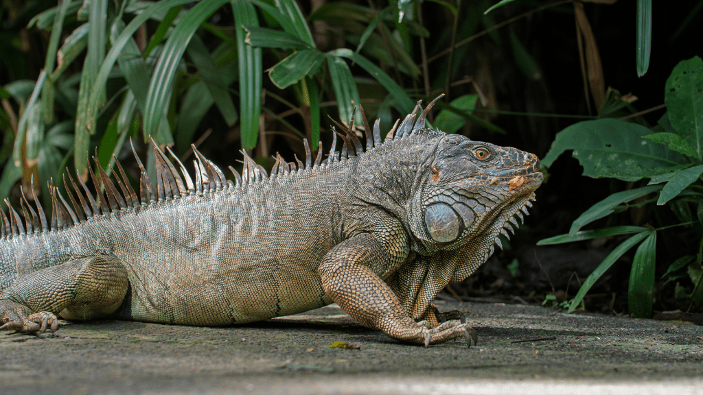 Pura Vida Explorer: 12 - Day Costa Rica Wildlife & Waterfall Adventure - Zero Trace Tours