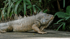 Pura Vida Explorer: 12 - Day Costa Rica Wildlife & Waterfall Adventure - Zero Trace Tours