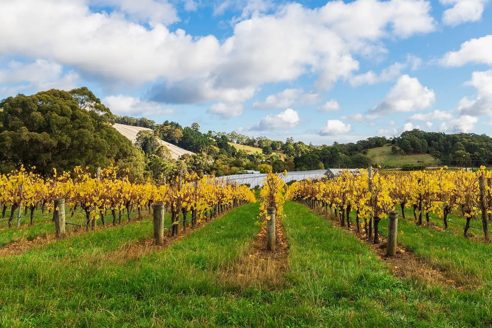 3 Day Riverland & Murray River National Parks Eco Tour from Adelaide | Small-Group 4WD Adventure