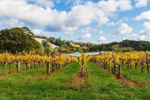 3 Day Riverland & Murray River National Parks Eco Tour from Adelaide | Small-Group 4WD Adventure