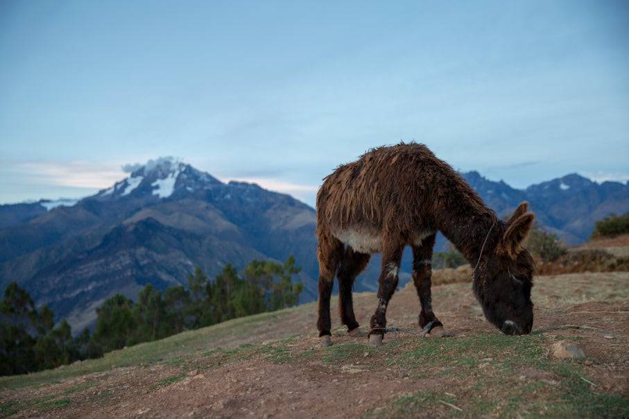 Shoestring Peru: City Buzz, High Trails & Machu Picchu | 14 Days - Zero Trace Tours