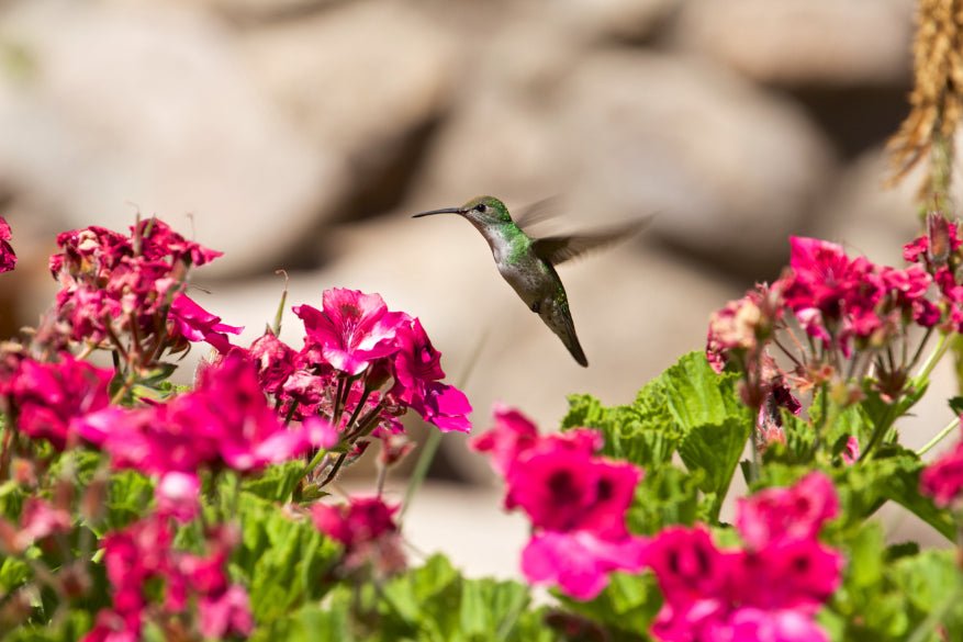 Shoestring Peru: City Buzz, High Trails & Machu Picchu | 14 Days - Zero Trace Tours