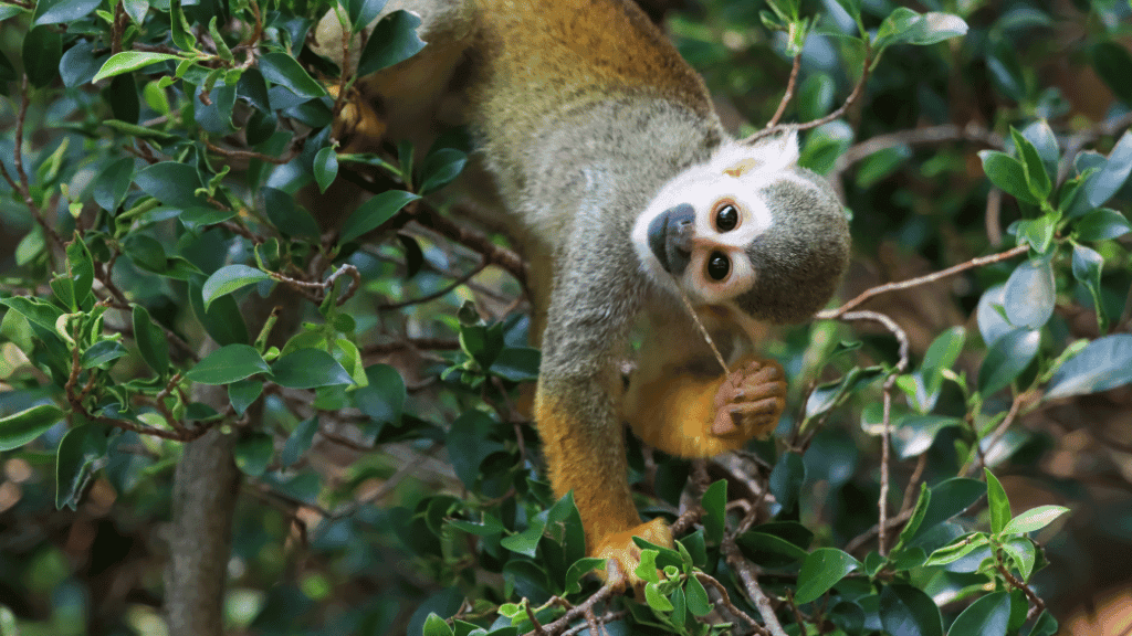 Shoestring Peru: City Buzz, High Trails & Machu Picchu | 14 Days - Zero Trace Tours