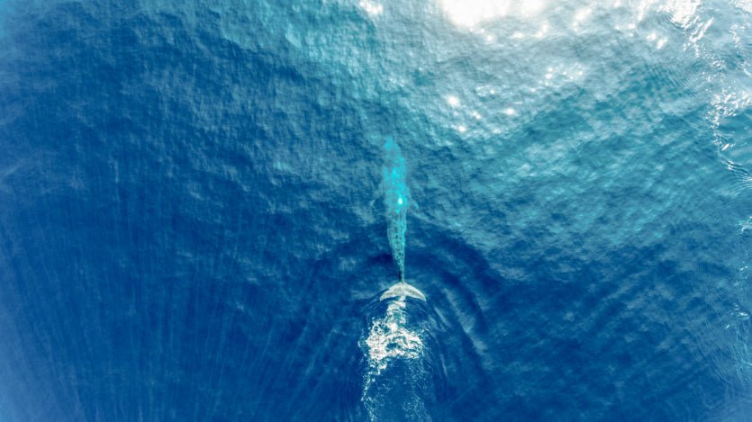 Sri Lanka Your Way: 7 - 14 Days of Land Highlights & South Coast Sailing - Zero Trace Tours