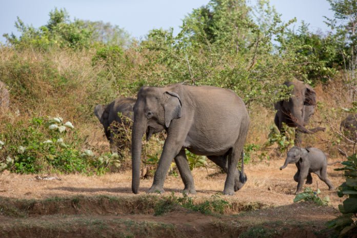 Sri Lanka Your Way: 7 - 14 Days of Land Highlights & South Coast Sailing - Zero Trace Tours