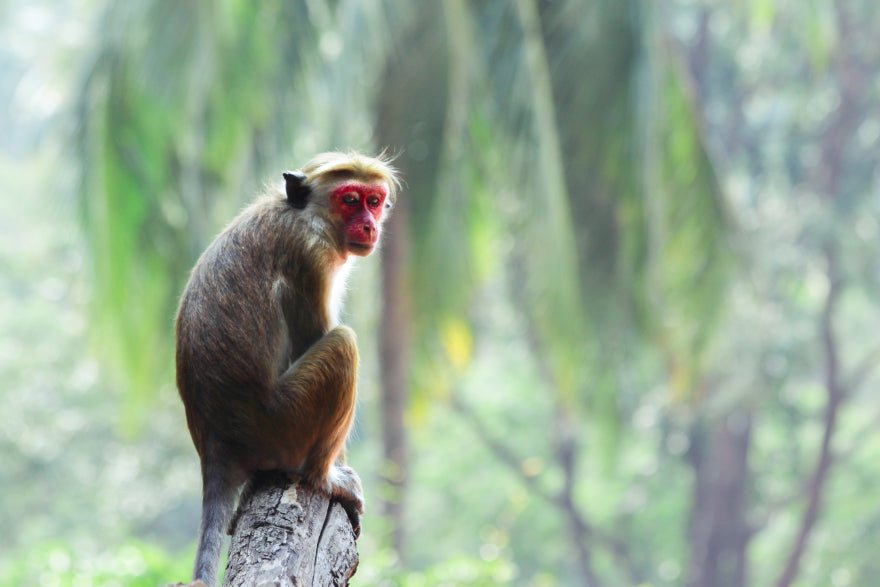 Sri Lanka Your Way: 7 - 14 Days of Land Highlights & South Coast Sailing - Zero Trace Tours