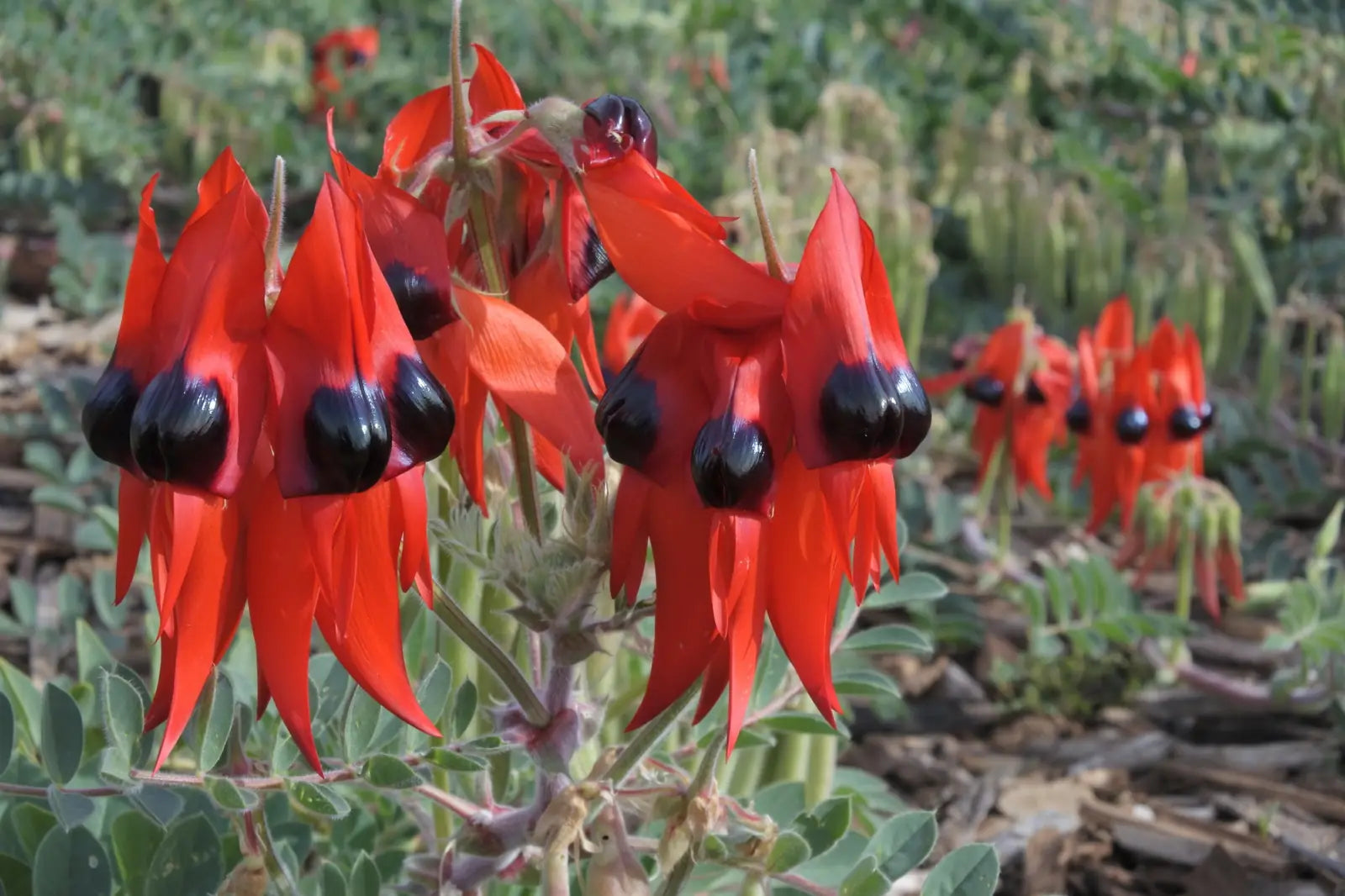 Flinders Ranges, Lake Eyre, Birdsville & Marree 5 Day Eco Tour from Adelaide | Outback Safari