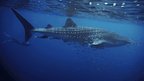 Swim with Giants: Perth to Exmouth Turquoise Coast Adventure - Zero Trace Tours