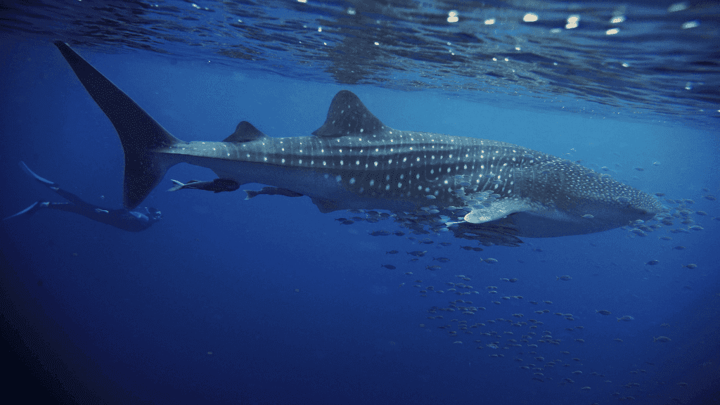 Swim with Giants: Perth to Exmouth Turquoise Coast Adventure - Zero Trace Tours