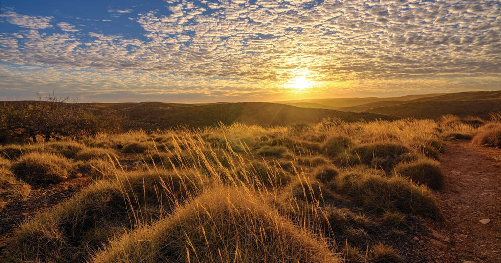 Swim with Giants: Perth to Exmouth Turquoise Coast Adventure - Zero Trace Tours