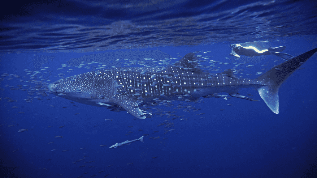Swim with Giants: Perth to Exmouth Turquoise Coast Adventure - Zero Trace Tours
