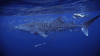 Swim with Giants: Perth to Exmouth Turquoise Coast Adventure - Zero Trace Tours
