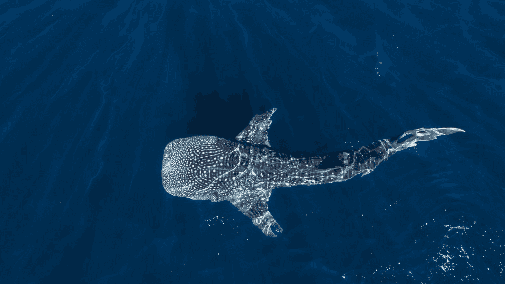 Swim with Giants: Perth to Exmouth Turquoise Coast Adventure - Zero Trace Tours