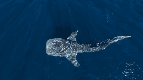 Swim with Giants: Perth to Exmouth Turquoise Coast Adventure - Zero Trace Tours