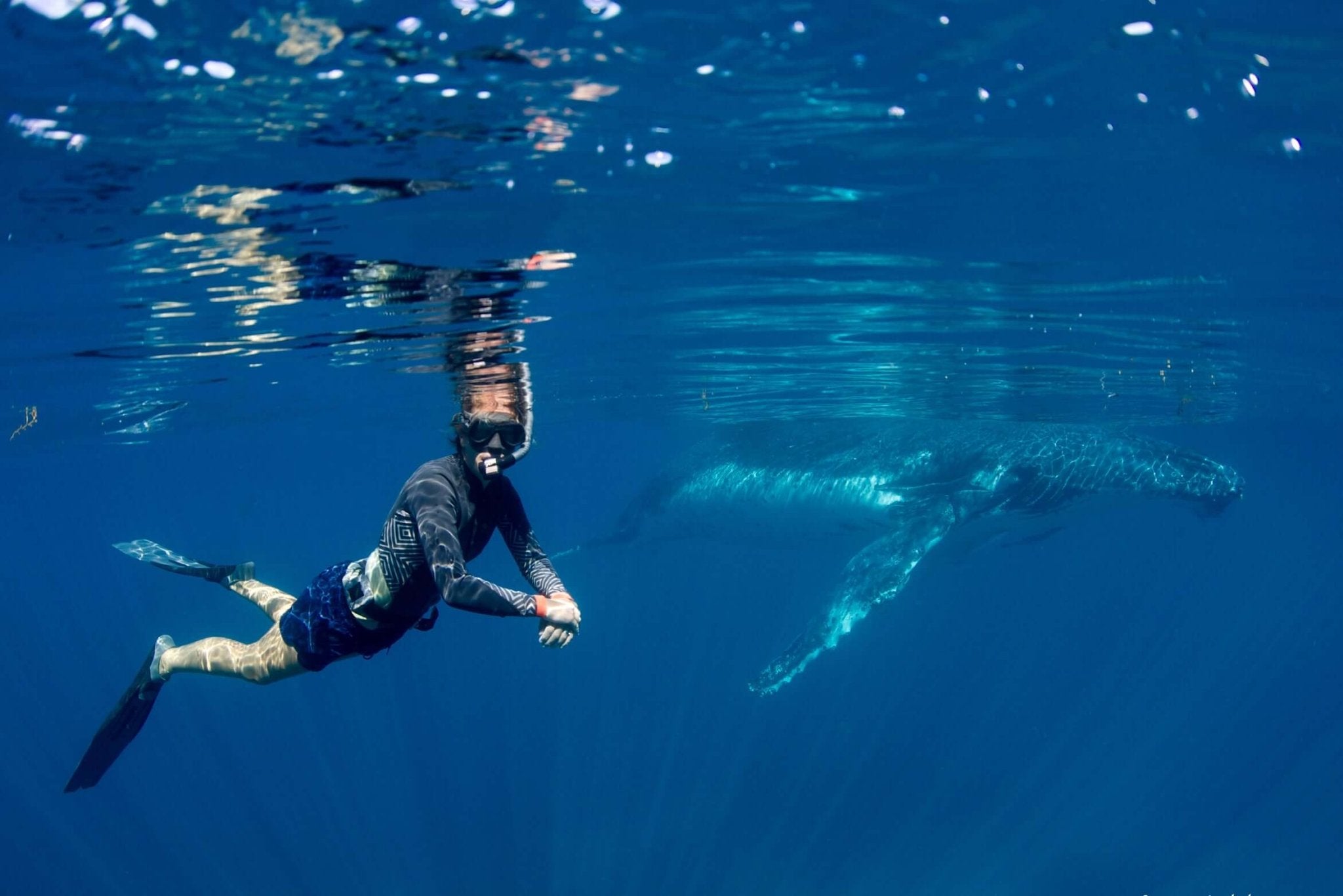 Swim with Giants: Perth to Exmouth Turquoise Coast Adventure - Zero Trace Tours