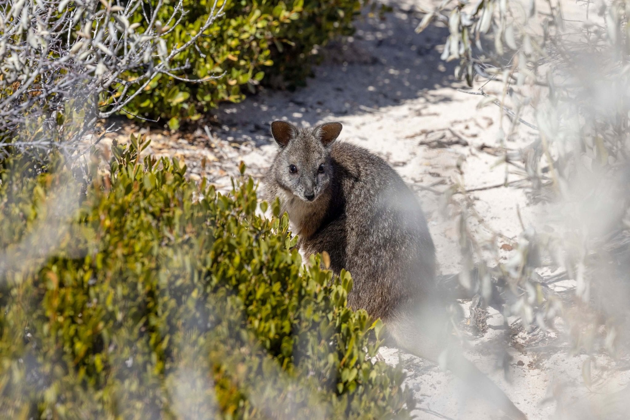 Swim with Giants: Perth to Exmouth Turquoise Coast Adventure - Zero Trace Tours