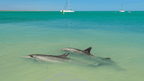 Swim with Giants: Perth to Exmouth Turquoise Coast Adventure - Zero Trace Tours