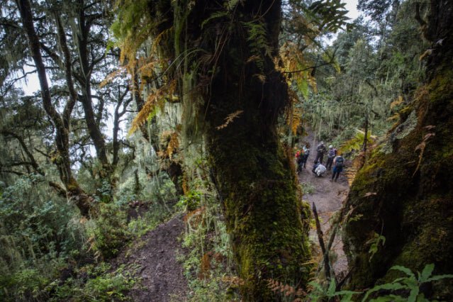 Thunder Dragon Traverse | 11 - Day Bhutan Trail with Camp or Comfort - Zero Trace Tours