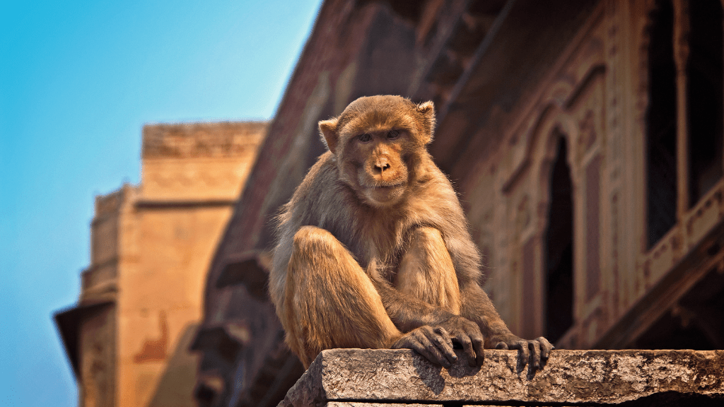 Timeless Icons of India | 12 Days of Palaces, Spice & Sacred Cities - Zero Trace Tours