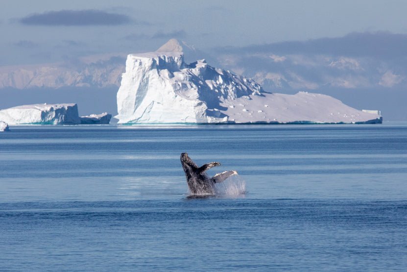 Ultimate Antarctica Expedition: 11 - Day Polar Wildlife Voyage - Zero Trace Tours