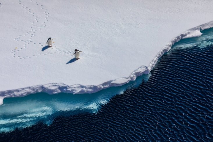 Ultimate Antarctica Expedition: 11 - Day Polar Wildlife Voyage - Zero Trace Tours