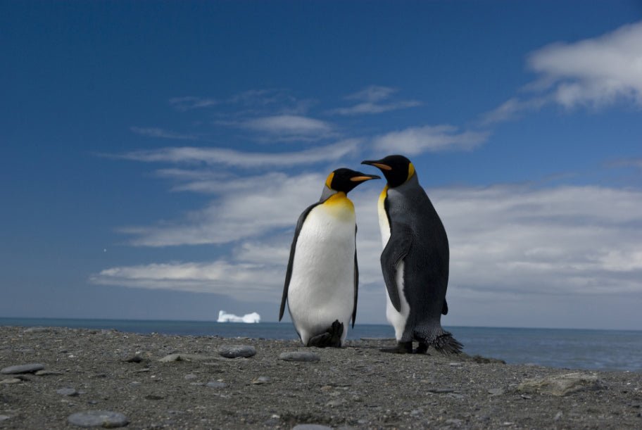 Ultimate Antarctica Expedition: 11 - Day Polar Wildlife Voyage - Zero Trace Tours