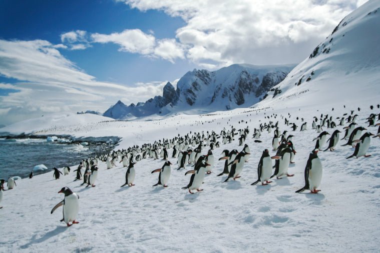 Ultimate Antarctica Expedition: 11 - Day Polar Wildlife Voyage - Zero Trace Tours