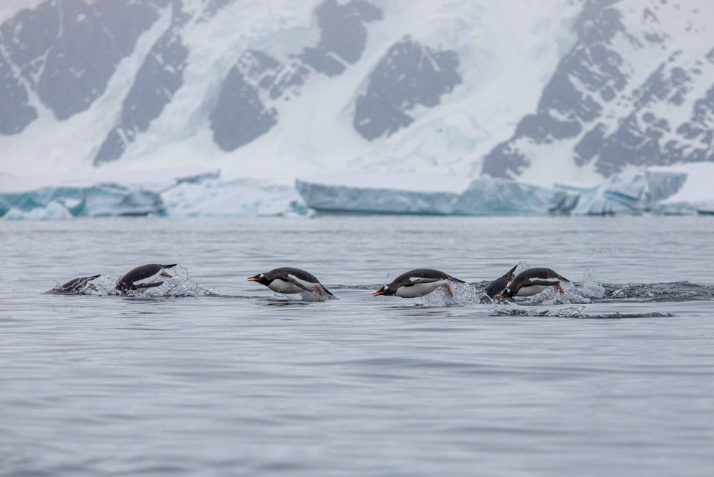 Ultimate Antarctica Expedition: 11 - Day Polar Wildlife Voyage - Zero Trace Tours