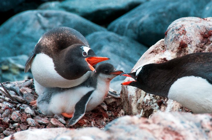 Ultimate Antarctica Expedition: 11 - Day Polar Wildlife Voyage - Zero Trace Tours