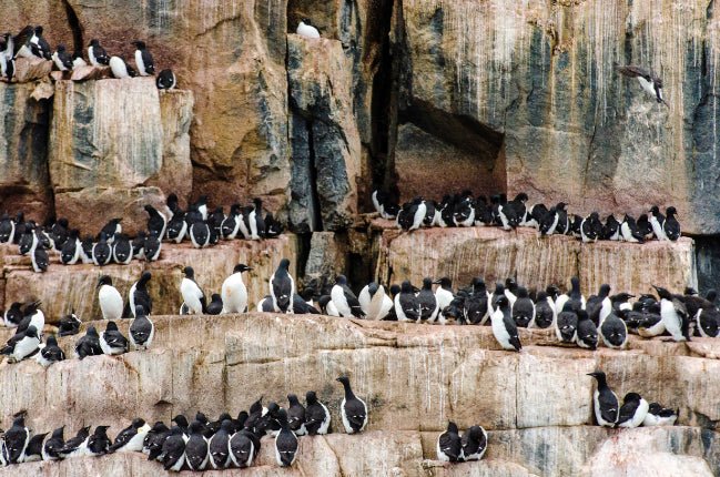 Ultimate Antarctica Expedition: 11 - Day Polar Wildlife Voyage - Zero Trace Tours