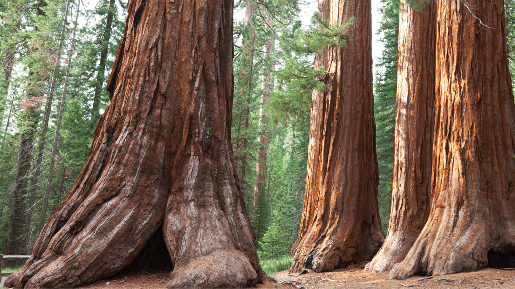 Ultimate Western USA: 9/16/18 - Day Parks, Peaks & Pacific Quest - Zero Trace Tours