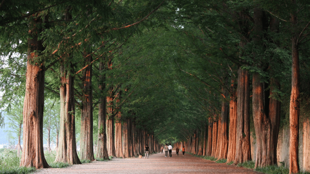 Unlock South Korea: 9 - 13 Days from Seoul to Jeju Cliffs & Temples - Zero Trace Tours