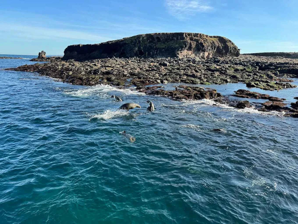 Seal Watching Cruise at Seal Rocks Phillip Island