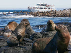 Seal Watching Cruise at Seal Rocks Phillip Island