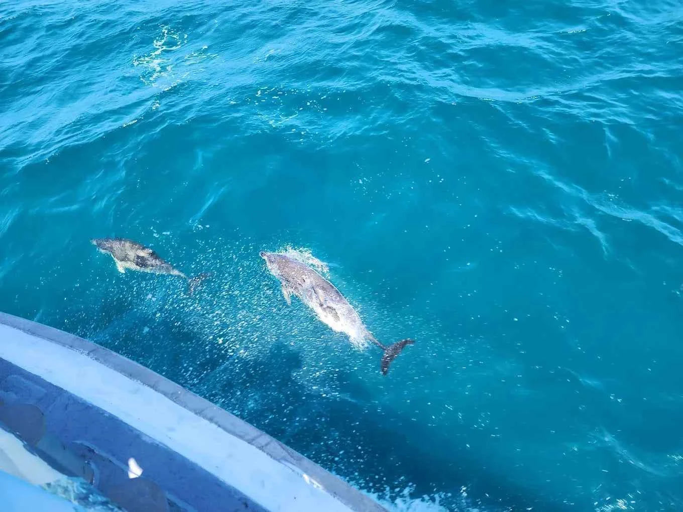 Phillip Island Dolphin & Whale Cruise from San Remo