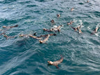 Seal Watching Cruise at Seal Rocks Phillip Island