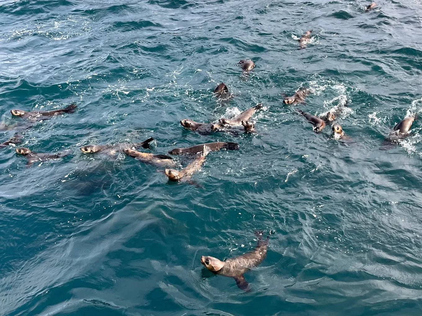 Cape Woolamai Scenic Cruise from San Remo (Phillip Island)
