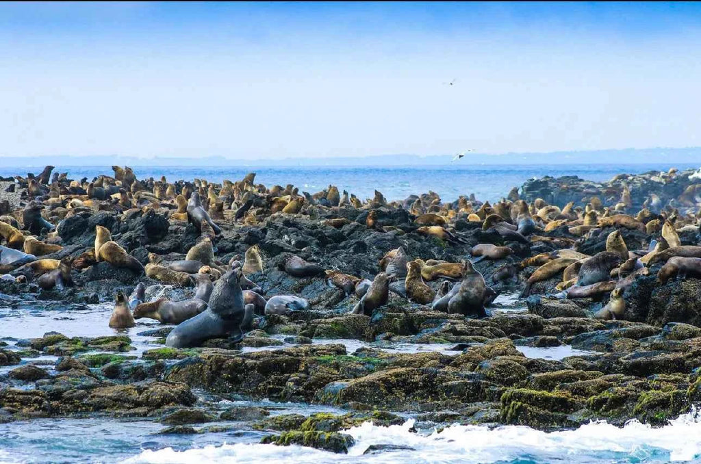 Seal Watching Cruise at Seal Rocks Phillip Island