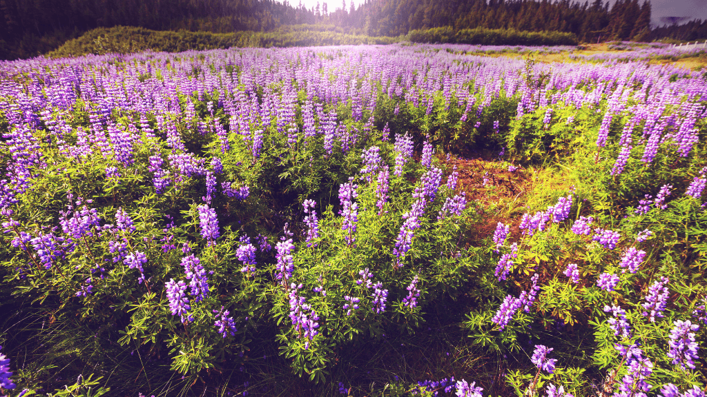 Untamed Alaskan Ridges: 14 - Day Ice Treks, Kayaks & Wild Wonders - Zero Trace Tours