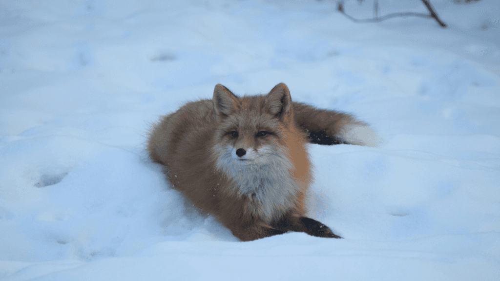 Untamed Alaskan Ridges: 14 - Day Ice Treks, Kayaks & Wild Wonders - Zero Trace Tours