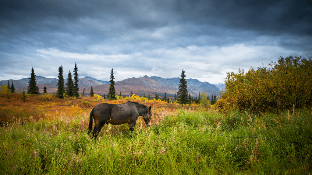 Untamed Alaskan Ridges: 14 - Day Ice Treks, Kayaks & Wild Wonders - Zero Trace Tours