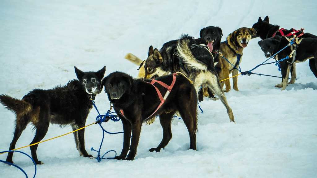 Untamed Alaskan Ridges: 14 - Day Ice Treks, Kayaks & Wild Wonders - Zero Trace Tours