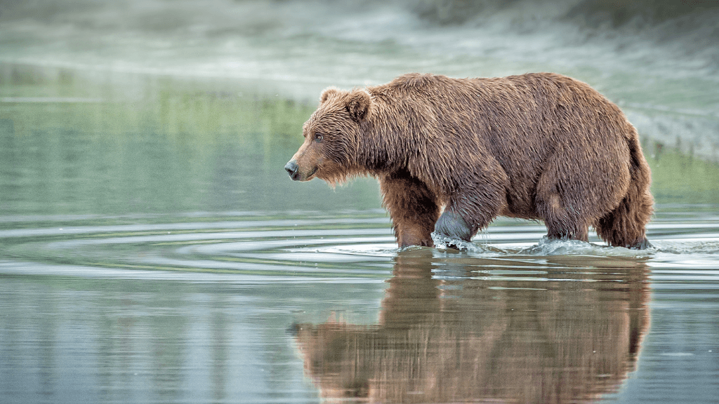 Untamed Alaskan Ridges: 14 - Day Ice Treks, Kayaks & Wild Wonders - Zero Trace Tours